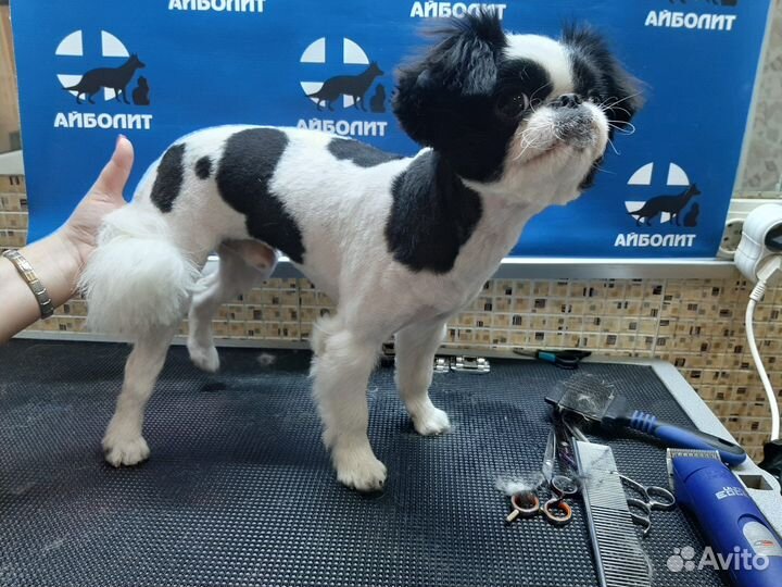 Груминг для собак и кошек