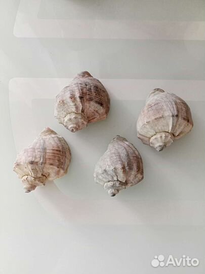 Ракушка большая