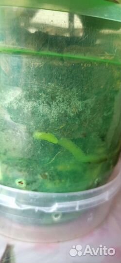 Орхидея фаленопсис мультифлора Lieke