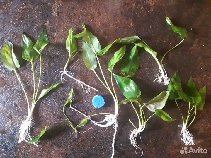 Криптокорины, папоротники - растения для аквариума