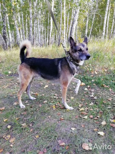 В добрые руки