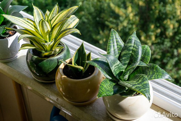 Сортовые сансевьерии Ханни