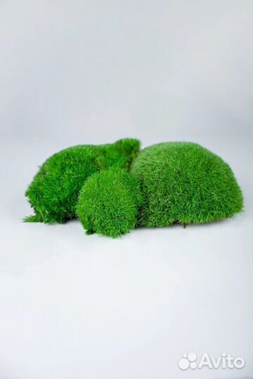 Кочка царская