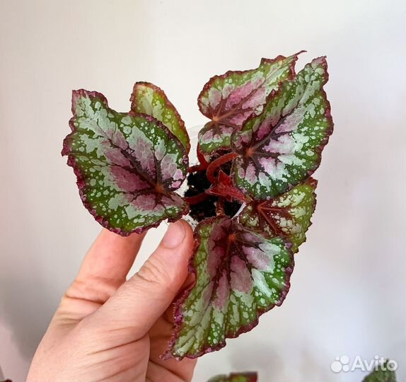 Сортовые бегонии ч.2