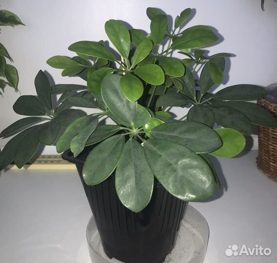 Цветы комнатные