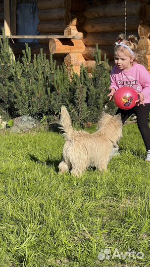 Керн терьер