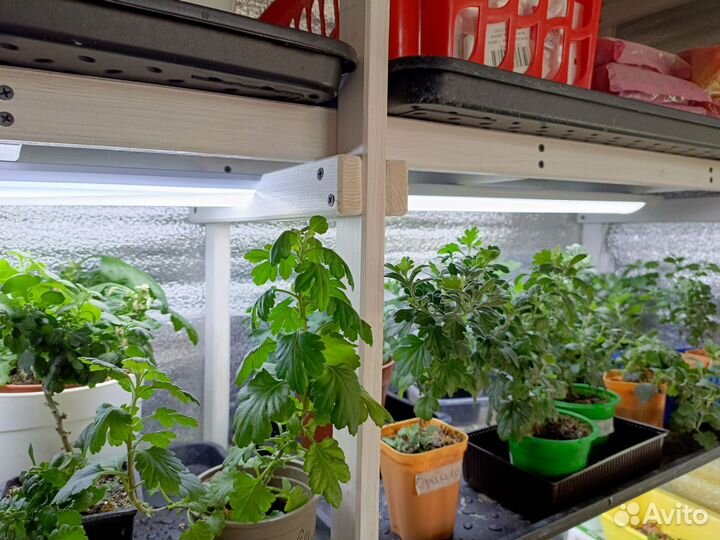 Хризантемы мультифлора