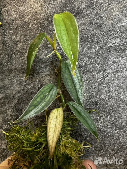 Филодендрон Burle Marx Fantasy