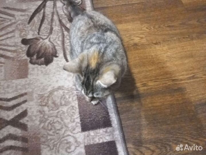 Кошки в добрые руки бесплатно