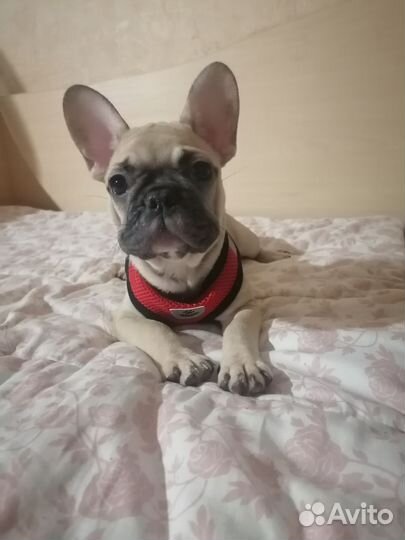 Французский бульдог