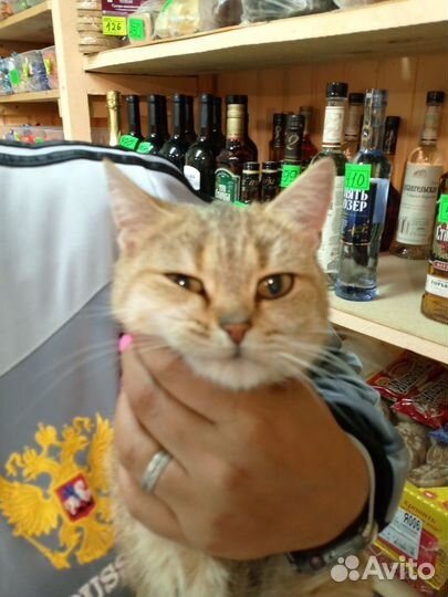 Кошка в добрые руки