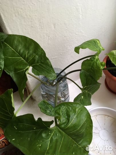 Сингониум Панда