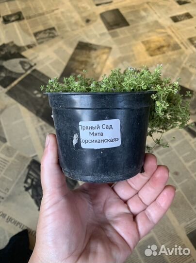 Сортовая мята