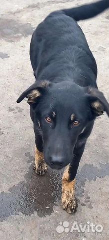 Собака в добрые руки отдам бесплатно