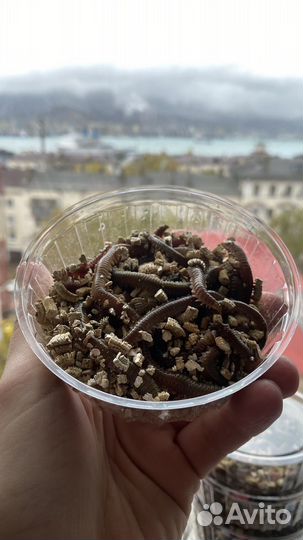 Дальневосточный морской червь + опт(китайский )