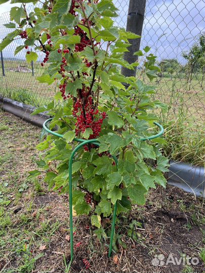 Кустодержатель из полукругов 75*50