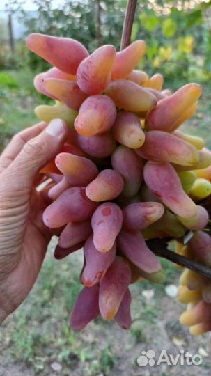 Саженцы винограда