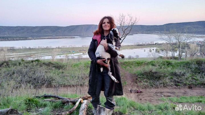 Ветеринарные услуги. Ветеринарный врач