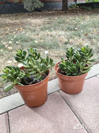 Крассула хоббит