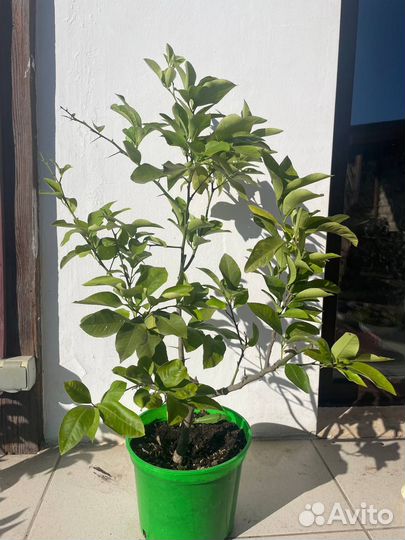 Лимонное дерево с плодами