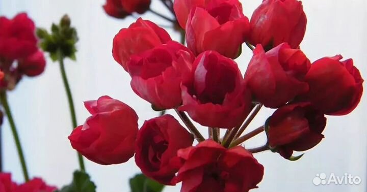 Пеларгония герань сортовая