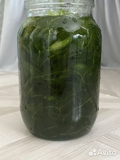 Роголистник в аквариум