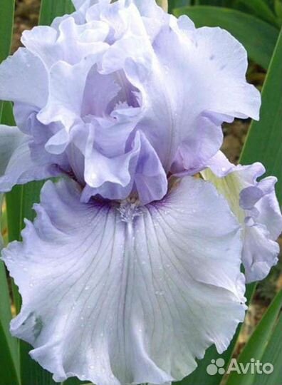 Юкка и ирисы