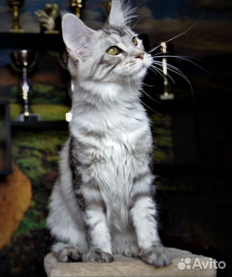 Кошки