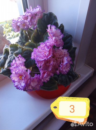 Цветущие фиалки