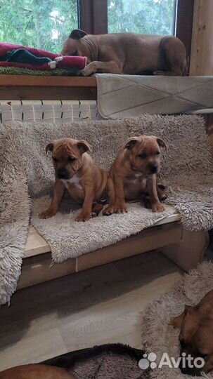 Английский стафбультерьер