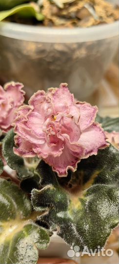 Фиалка юв Капучино