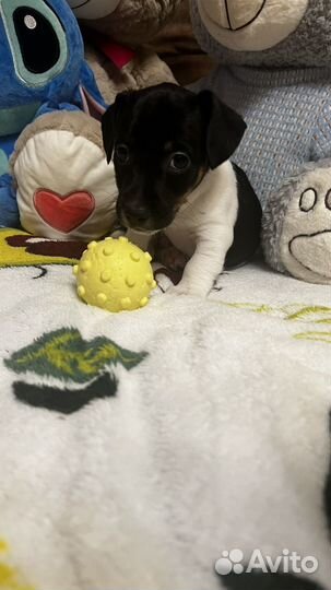 Щенки джек рассел терьер