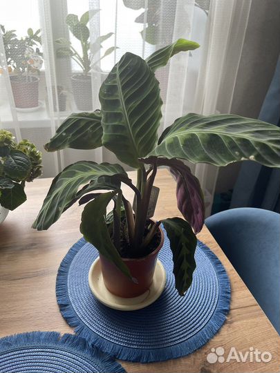 Калатея Варшевича