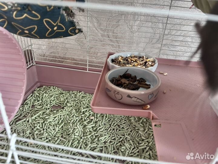 Клетка с крысой