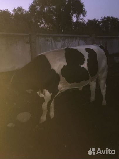 Быки на племя