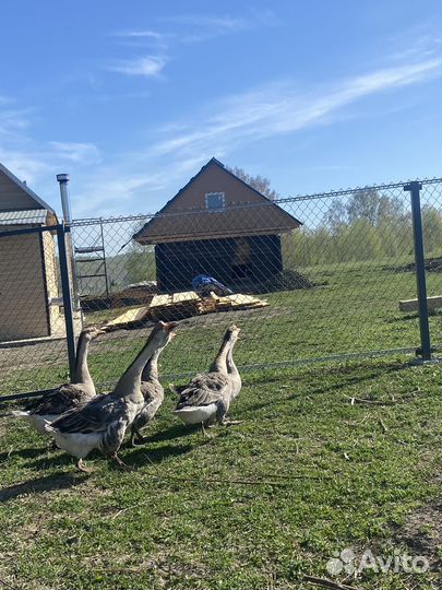 Холмогорские гуси