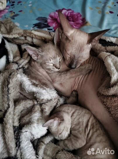 Донской Сфинкс Котята