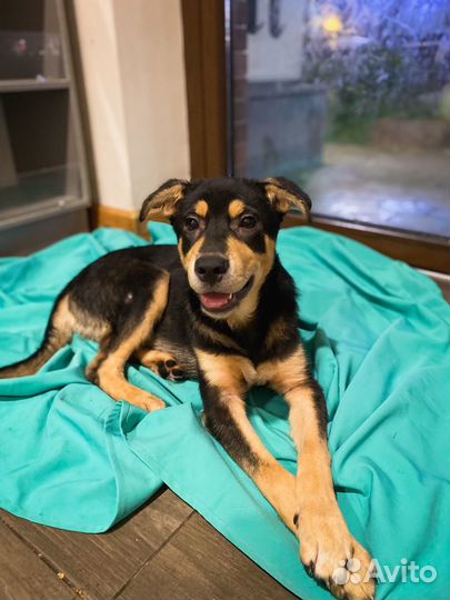 Черный мустанг