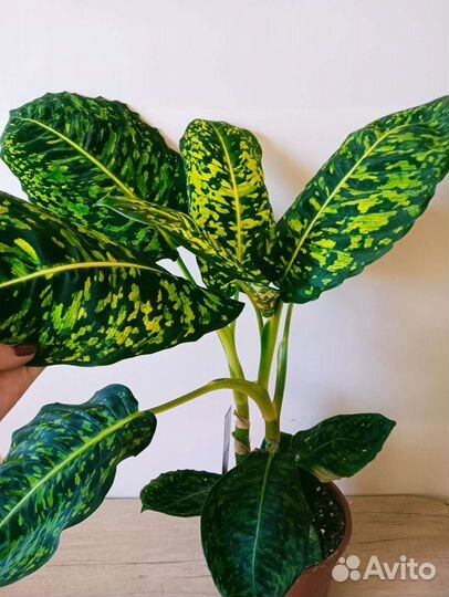 Диффенбахия Рефлектор