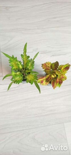 Колеусы вегетативные