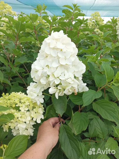 Гортензия метельчатая 2-х летка