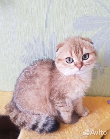 Шотландские котята