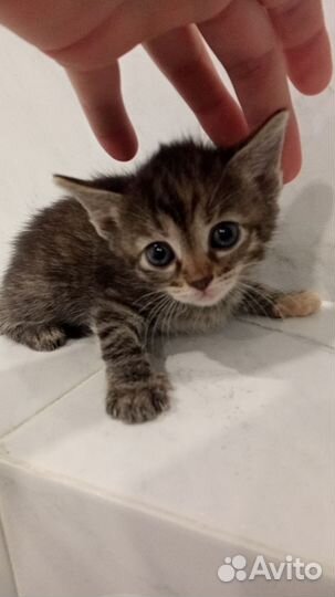 Кошка в дар