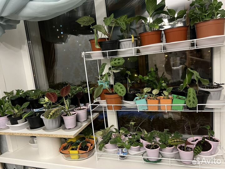 Комнатные растения