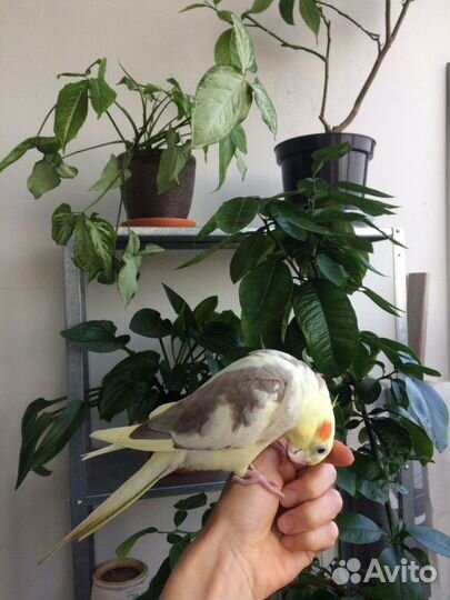 Передержка животных