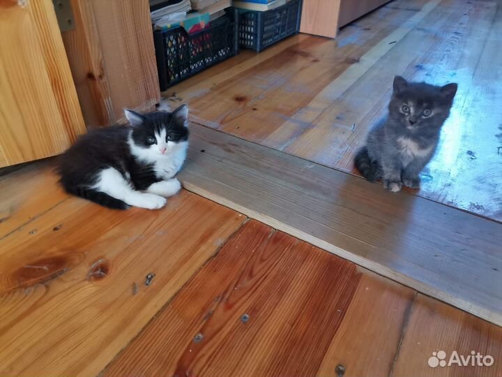 Котята в добрые руки