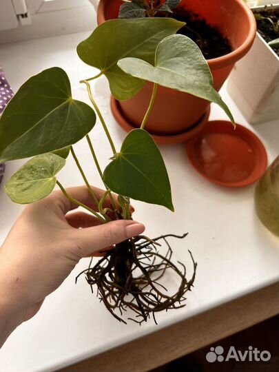 Сансевиерия