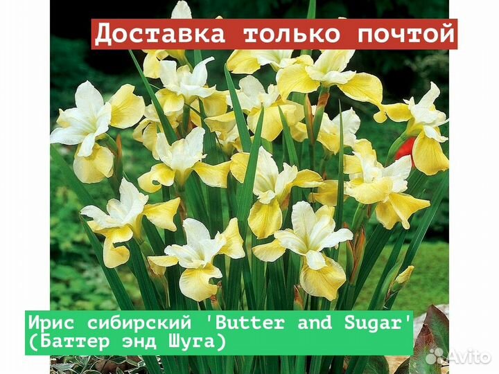 Ирис сибирский Butter and Sugar (Баттер энд Шуга)