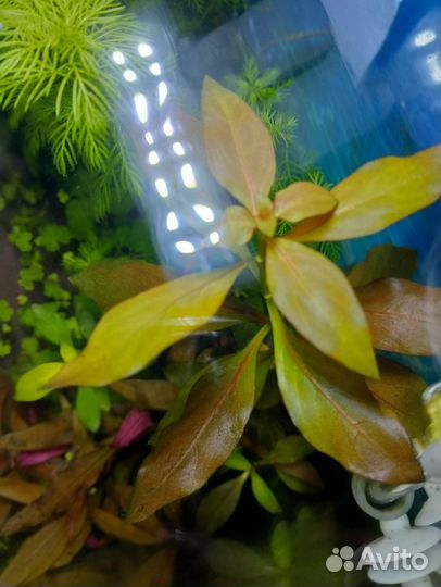 Аквариумные растения