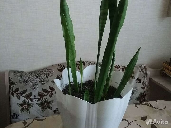 Сансевиерия